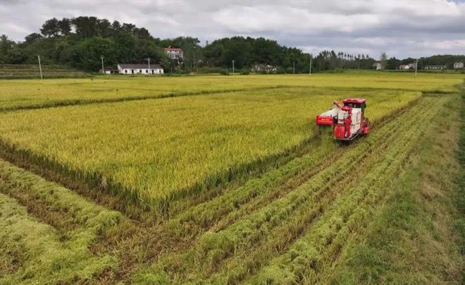 最新直播稻技術揭秘，小巷深處的稻田直播秘境探索