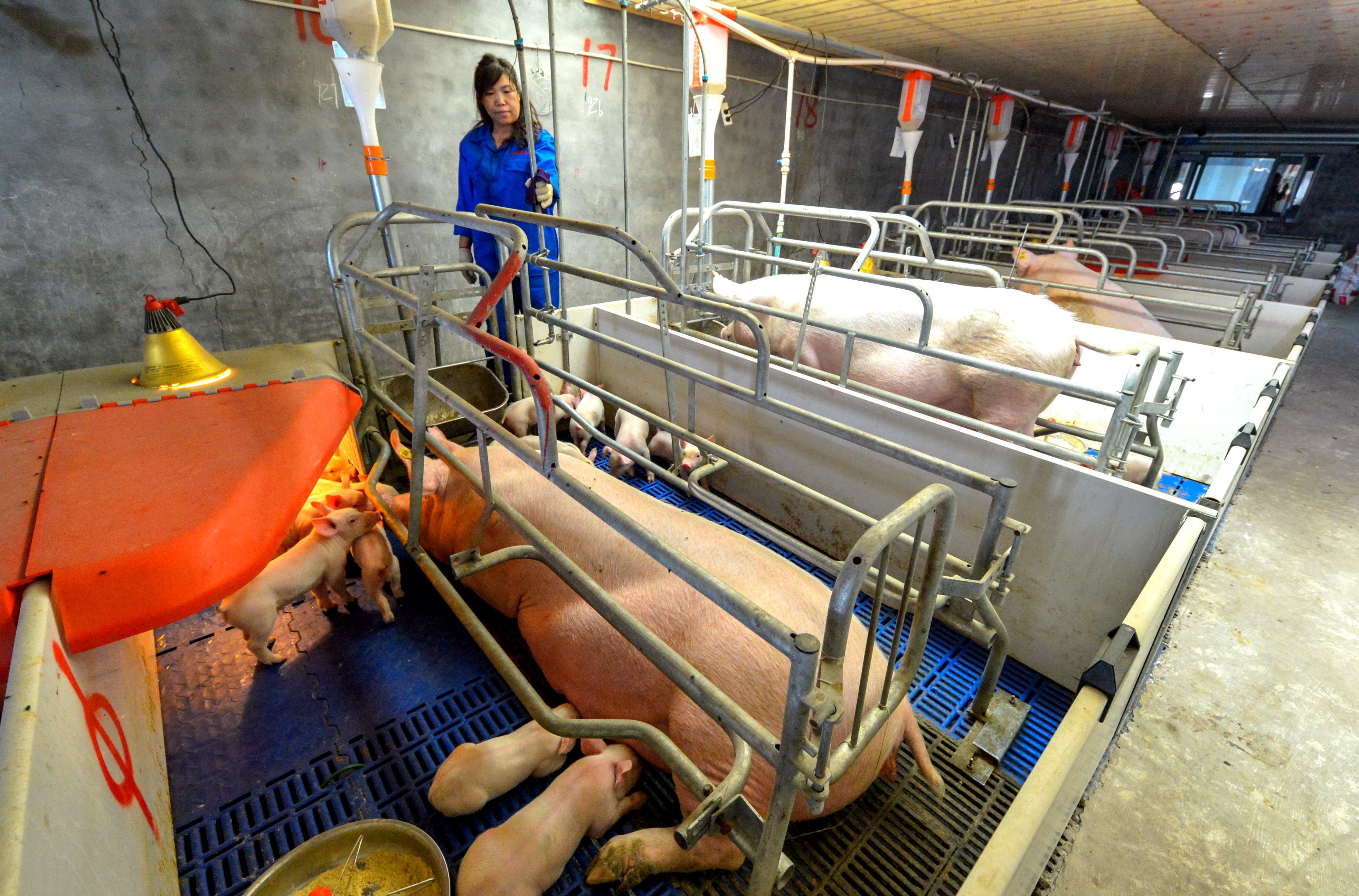 河北仔豬最新價格揭秘，小巷中的寶藏探索