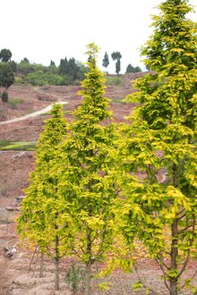 最新彩葉樹種種植與養(yǎng)護(hù)指南，從選種到養(yǎng)護(hù)一步到位！