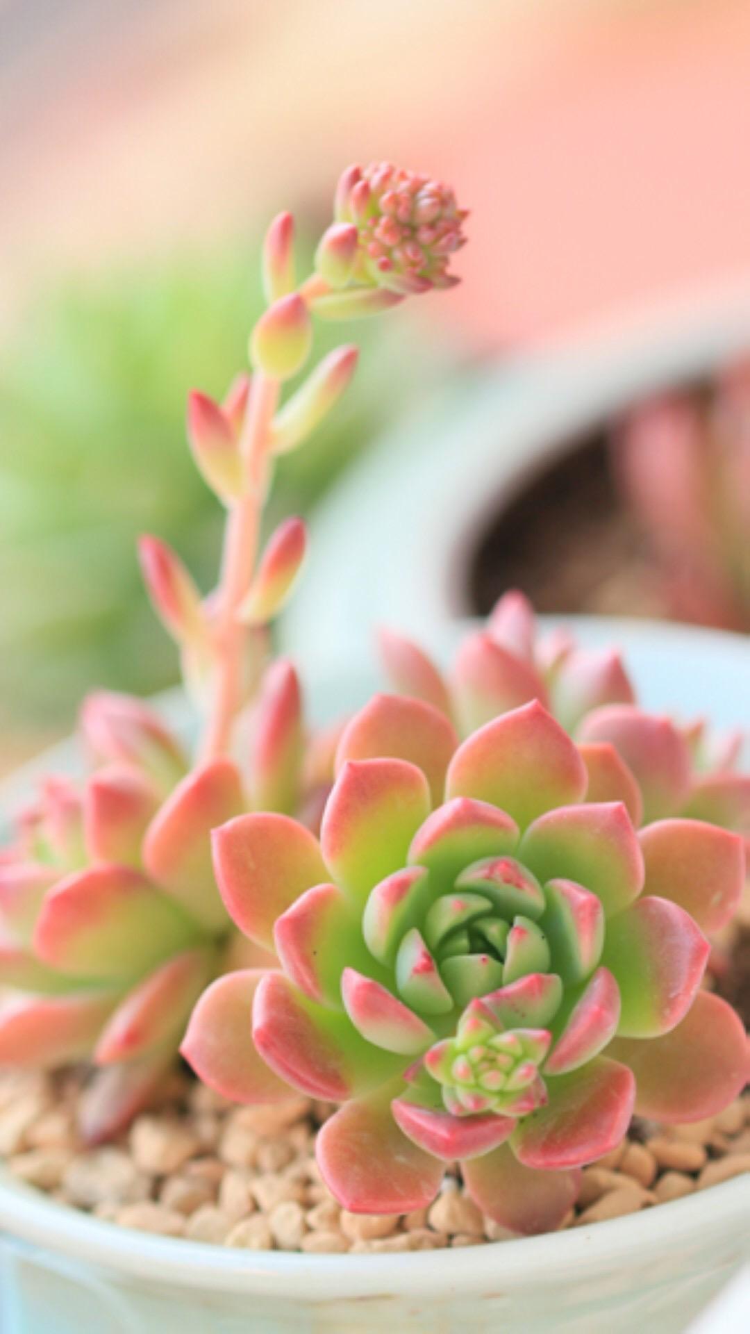 最新多肉植物，獨特的植物美學(xué)觀點探討