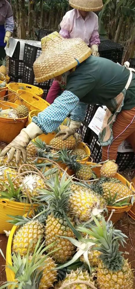 徐聞菠蘿最新價(jià)格及市場走勢分析，多方觀點(diǎn)解讀市場動態(tài)