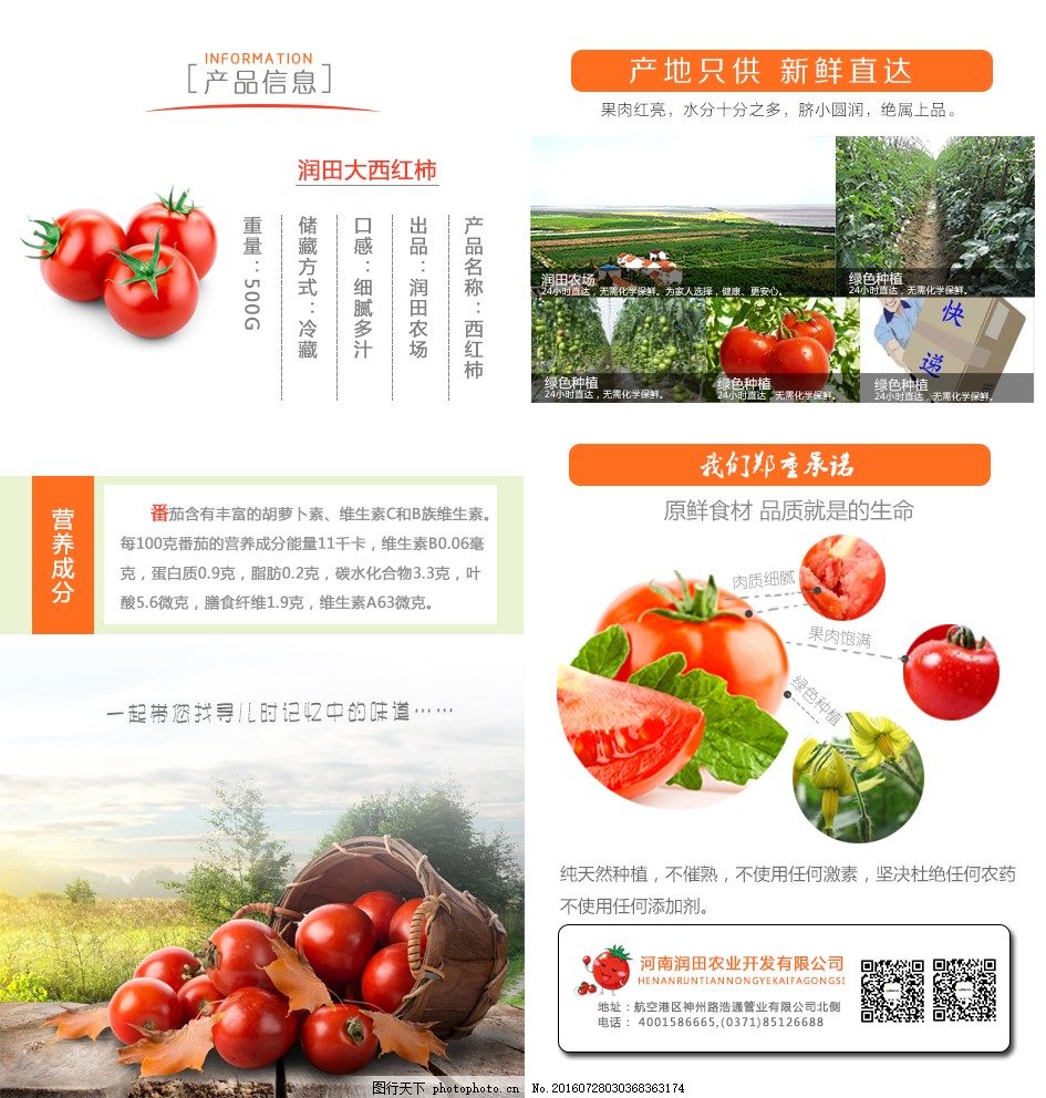 安徽西紅柿產(chǎn)地探秘，自然美景與鮮美西紅柿的邂逅之旅