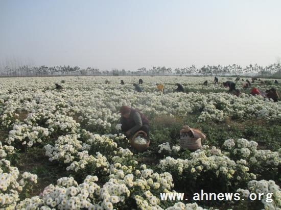 界首最新新聞，學(xué)習(xí)變革的力量，自信與成就感的融合之路