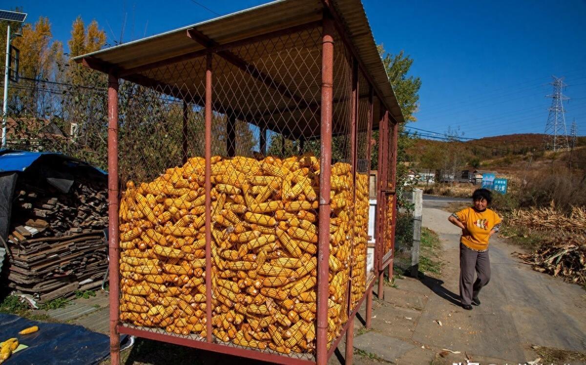 玉米最新動(dòng)態(tài)，與自然美景的旅行之旅