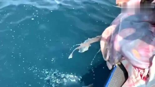 最新魚人流技術(shù)革命，高科技產(chǎn)品重塑未來生活體驗(yàn)