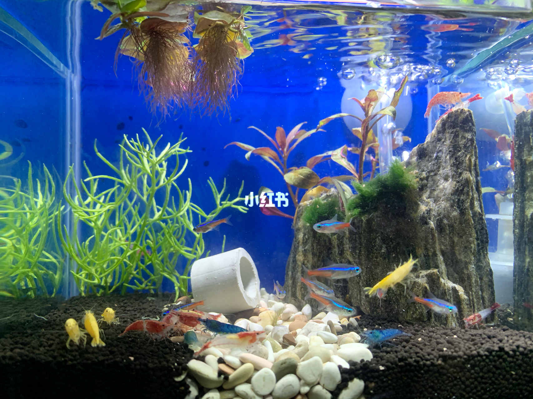 最新魚缸圖片，水族美學的時代變遷欣賞