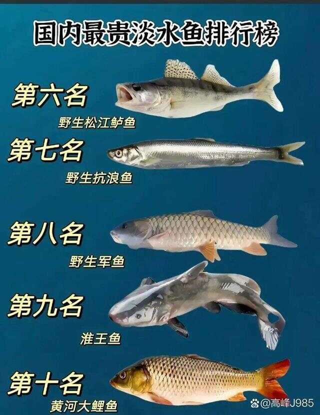 青魚國產(chǎn)最新論述，探索與解析