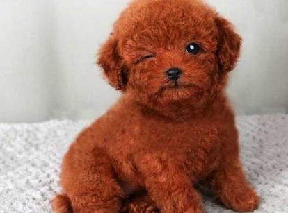 最新小鹿犬，趣事不斷，傳遞溫馨友誼與愛的小使者