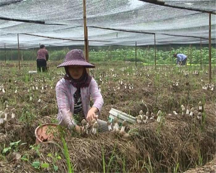 食用菌最新讀音及其背景、發(fā)展與地位概述