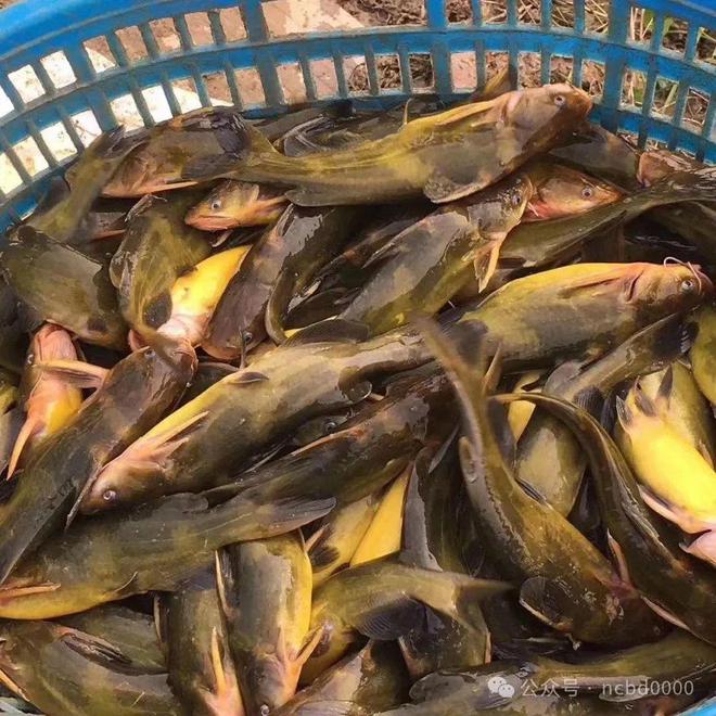 黃顙魚最新報(bào)價(jià)大全，專業(yè)指南與實(shí)時(shí)更新